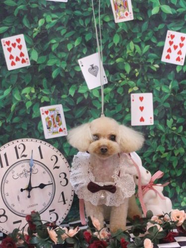 20250429こむぎちゃん